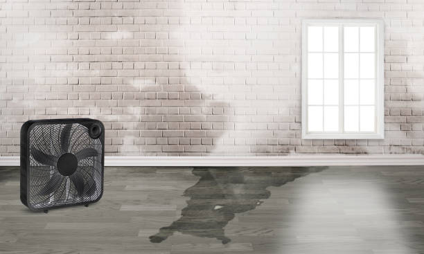 Best Water damage restoration mold remediation  in Combe, LA